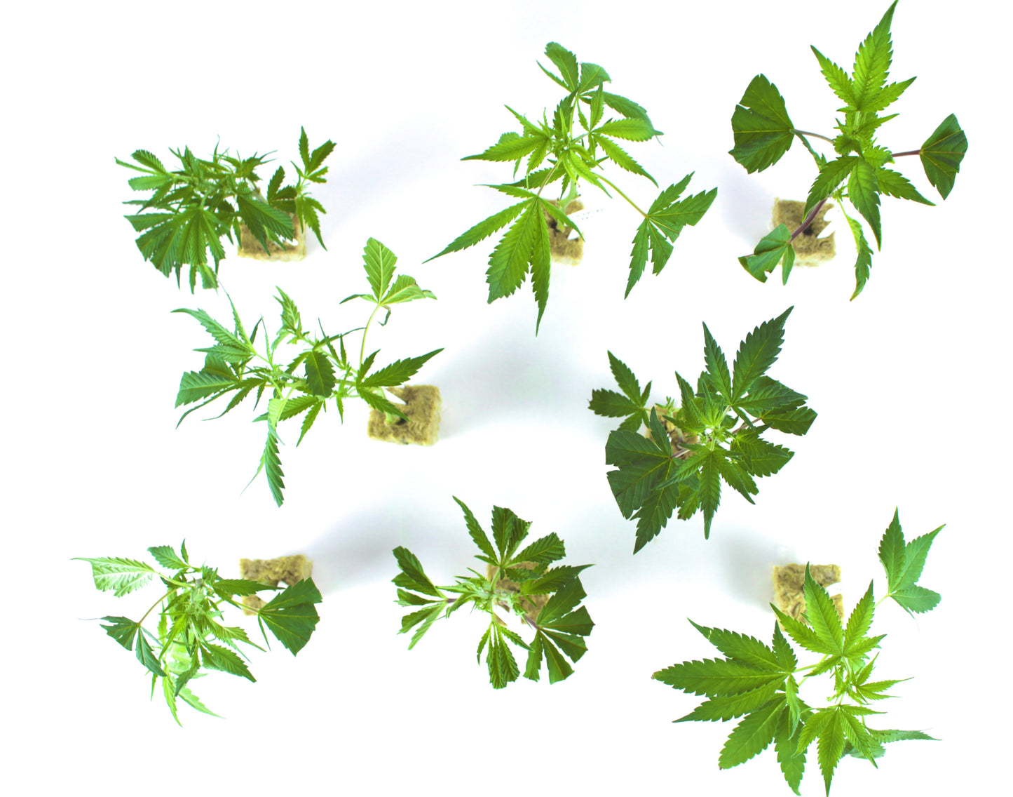 Indica-Bundle